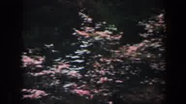 Baltimore Maryland (1960): Various Expensive Flowers At The Public Garden Park