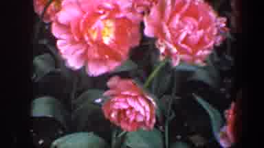 Baltimore Maryland (1960): View Of Bush With Blooming Pink Flowers On A Clear Day