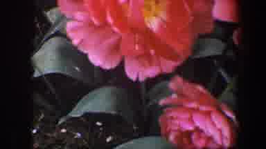 Baltimore Maryland (1960): Woman Watching Pink Blooming Roses Walking Across The