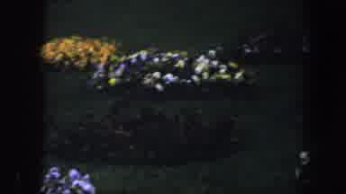 Baltimore Maryland (1960): Flowers In The Natural Wind