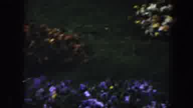 Baltimore Maryland (1960): A Look Into Nature And Flowers