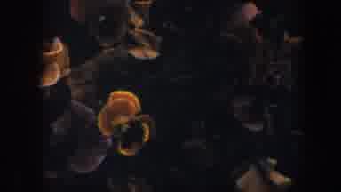 Baltimore Maryland (1960): Yellow And Purple Pansies In Bloom In Garden Area