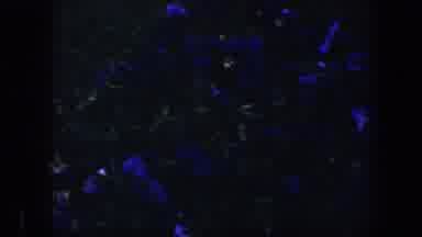 Baltimore Maryland (1960): Dark Blue Flower Blowing Softly From The Gentle Forrest