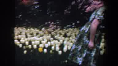 Baltimore Maryland (1960): Elderly Woman Looks At Her Garden Where She Has