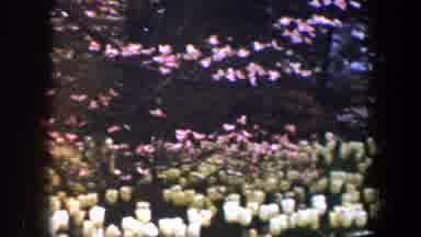 Baltimore Maryland (1960): White And Yellow Tulips In Rows With A Tree In Blossom