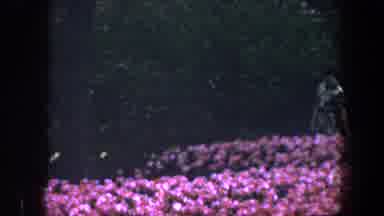 Baltimore Maryland (1960): Woman Wearing Grey Dress Walks Past Blooming Pink