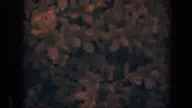 Baltimore Maryland (1960): Orange Tree With Many Leaves And Flowers In The Dark
