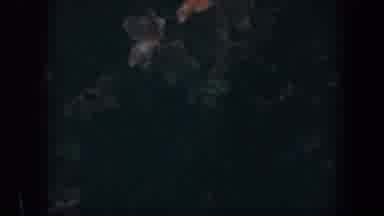 Baltimore Maryland (1960): Dark Footage Of Flower Garden Different Colored Flowers