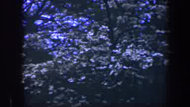 Baltimore Maryland (1960): Beautiful Flowers In Their Natural Nature Habitat