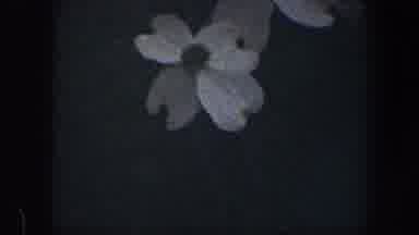 Baltimore Maryland (1960): Gentle Zoom On Two White Flowers With Four Petals Each