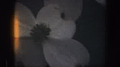 Baltimore Maryland (1960): Yellow Flower Four Petal Classic Top Tomb B&O Time Noon