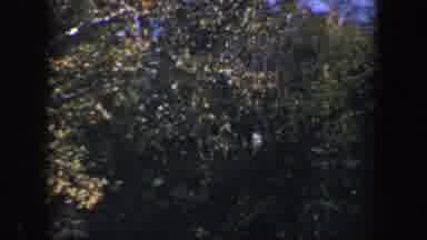 Baltimore Maryland (1960): A Line Of Green Trees That Is Well Lit In The Daytime