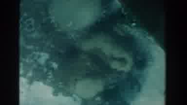 Nassau Bahamas (1961): Sea Ocean Sand Sea Urchin Coral Rocks Ocean Floor Sea Floor