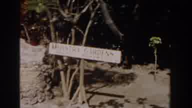 Nassau Bahamas (1961): Multitude Of Flamingos Feed In A Lagoon Surrounded By Many