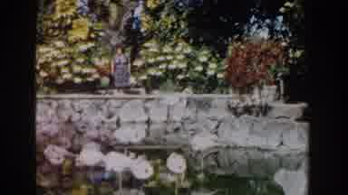 Nassau Bahamas (1961): A Woman Overlooking A Large Group Of Flamingos From A