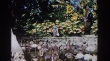 Nassau Bahamas (1961): Flamingos Lady Walking