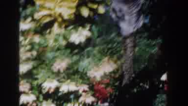 Nassau Bahamas (1961): Beautiful Garden Of Flowers And Other Ornamental Trees