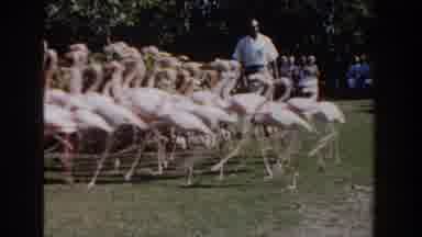 Nassau Bahamas (1961): A Group Of Flamingos Runs Across A Patch Of Grass While A