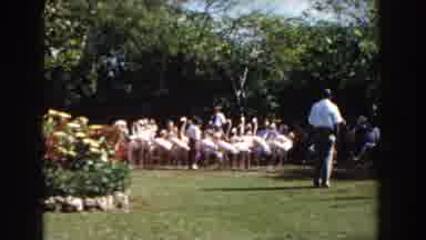 Nassau Bahamas (1961): Flock Of Pink Flamingos Standing On Green Grass In A Sunny