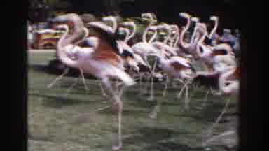 NASSAU BAHAMAS-1961: Flock Of Flamingos Running Together In Animal Park Garden