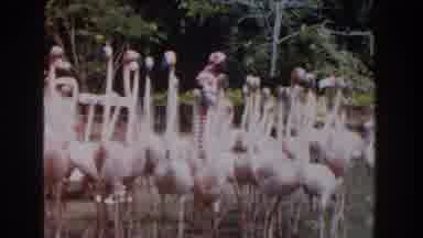 Nassau Bahamas (1961): A Group Of Flamingos In A Park Entertaining A Crowd Of