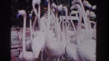 Nassau Bahamas (1961): Flock Of Flamingos In Park Man Walks After Them To Shoo