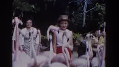 Nassau Bahamas (1961): Some People Watching Several Flamingos In A Beautiful Park