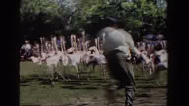 Nassau Bahamas (1961): Two Men Chase Flock Of Flamingos Around A Garden Area On