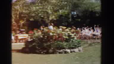 Nassau Bahamas (1961): Man At Animal Park Chases Flock Of Flamingos Around A