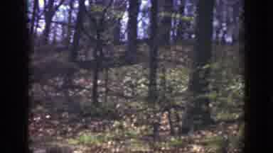Cincinnatti Ohio (1949): Springtime In The Woods With A Bridge Overlooking A Creek