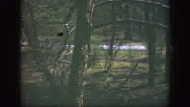 Cincinnatti Ohio (1949): Panning Horizontal View Through Wooded Area Of Car