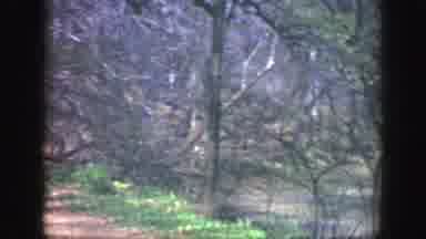 Cincinnatti Ohio (1949): There Are Some Shots Of A Park And Sometimes Some Birds