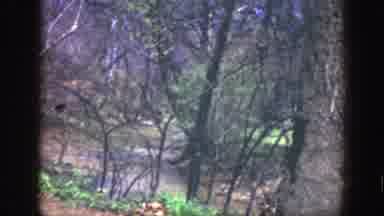 Cincinnatti Ohio (1949): Young Boy In Blue Cap On A Path In Wooded Area