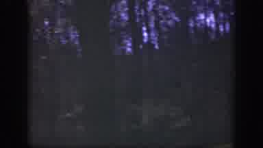 Cincinnatti Ohio (1949): Panning To The Left And Showing All The Trees In The
