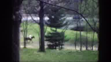 Cincinnatti Ohio (1949): A Distant View Of A Guy Riding A Horse At A Forest With