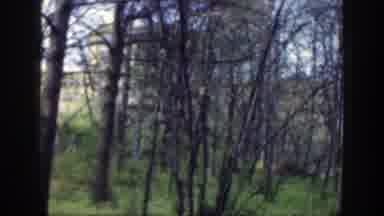 Cincinnatti Ohio (1949): A Light Forest With A Couple Of Trees And A Boy Excited