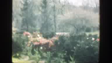 Cincinnatti Ohio (1949): View Of Blooming Pink And Yellow Flowers On A Cloudy Day