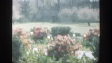 Cincinnatti Ohio (1949): Camera Pan Flowering Bushes In Valley Trees In Background