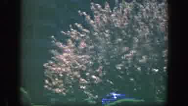 Cincinnatti Ohio (1949): Cute Little Boy Runnin Under A Red Tree