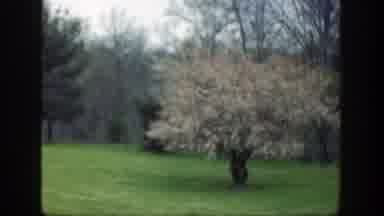 Cincinnatti Ohio (1949): A Cute Tree In A Large Yard With Other Greenery