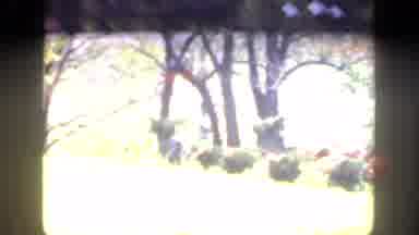 Cincinnatti Ohio (1949): A Kid Run Through A Garden Of Flowers With Red Roses