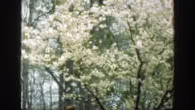 Cincinnatti Ohio (1949): A Daisy Tree In The Spring Time Setting On A Beautiful
