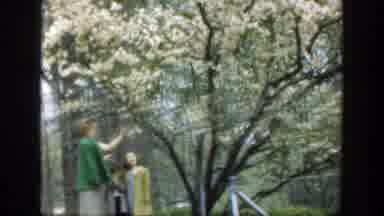 Cincinnatti Ohio (1949): Mother Showing Blooming Trees To Children In Park Near