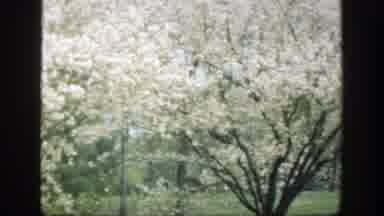 Cincinnatti Ohio (1949): Contemplating The Seasons Park In The Open Air