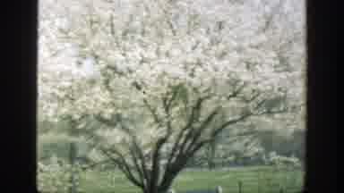 Cincinnatti Ohio (1949): Scenes Of Trees Blooming In Pink And White Flowers And