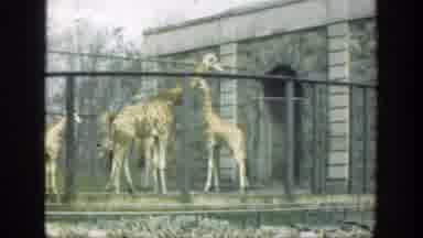 Cincinnatti Ohio (1949): A Giraffe Chewing While Looking Outside His Cage