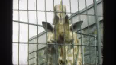 Cincinnatti Ohio (1949): Love Learning About Animals Through The Child Eyes