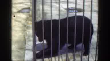 Cincinnatti Ohio (1949): A Bear On A Zoo Cage And Then A Dog Appears In A Cage And