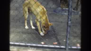 Cincinnatti Ohio (1949): Jaguar And Dog Rest On A Zoo Cage On The Floor