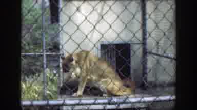 Cincinnatti Ohio (1949): Animals Performing In Their Cages In The Zoo As Adult And